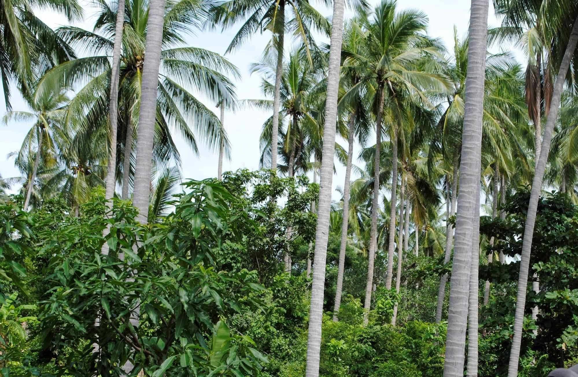 Baan Sawan Samui Resort Bãi biển Chaweng Ngoại thất bức ảnh
